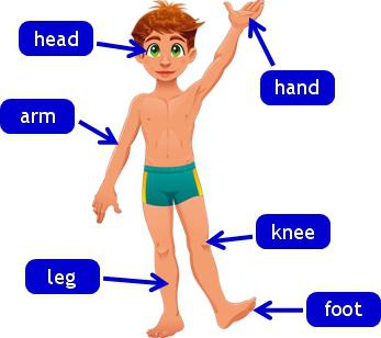 Картинка для дітей - частини тіла англійською мовою