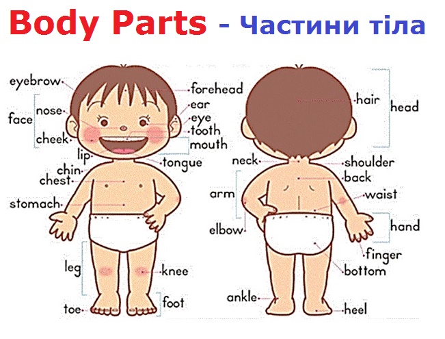 Parts of Body (Частини тіла)